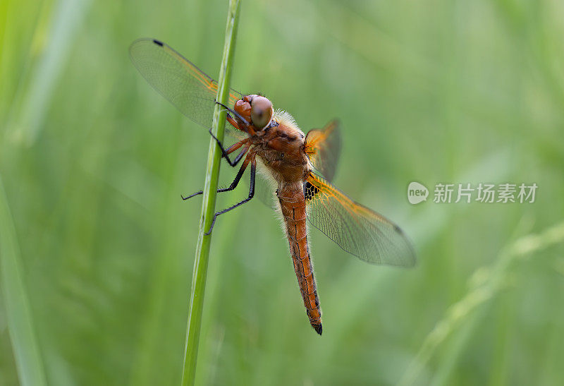 稀有的追逐蜻蜓(Libellula fulva)张开翅膀在阳光下的植被上休息